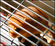 Dormouse
