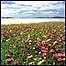 Grasslands (Image: Machair)