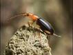 Foto: Stephen Dalton/NHPA/Extreme Insects/ HarperCollins