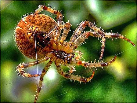 Spider