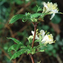 Lonicera fragrantissima, Winter honeysuckle