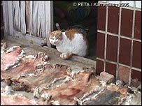 Gato