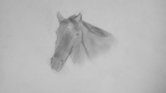 Horse Horse