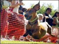 Dachshund