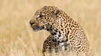 Bella the leopard Adult leopard