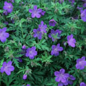 Geranium ‘Johnson’s Blue’, Cranesbill