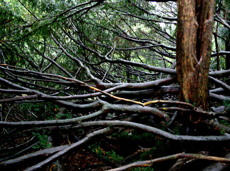 A yew tree