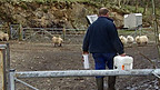 Sheep Dipping