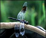 Dragonfly.
