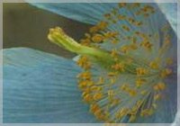 meconopsis_betonicifolia