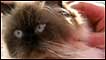 Clyde