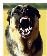 scary dog