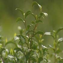 Tea Plant