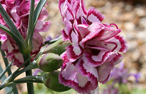 Dianthus