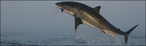 Great white shark