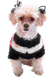 Old preened poodle