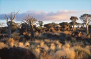 Quiver Tree Forest, Namibia 