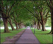 The tree-lined Jesus Green