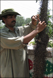 مزار
