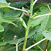 Fig