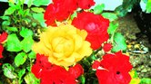 Bright Flowers... Bright Flowers...