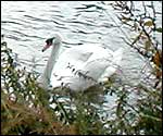 A swan swimming on the Fossedyke.