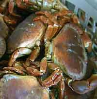 Crabs.