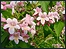 Beauty Bush