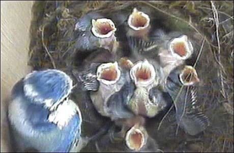 Blue tits