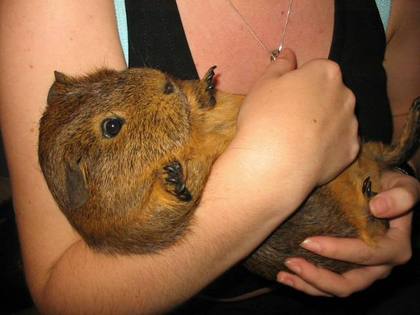 What animal is this? Anyone? Otter, Racoon, fat squirrel?