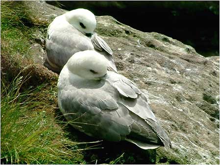 Fulmars