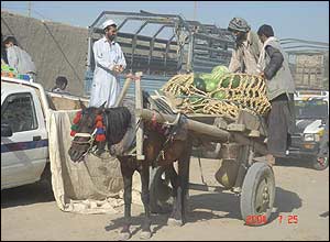 هندوانه