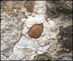 Stones in the church wall