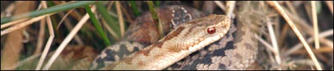 Snakes mating, taken by Rob Ward