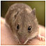Wood Mouse