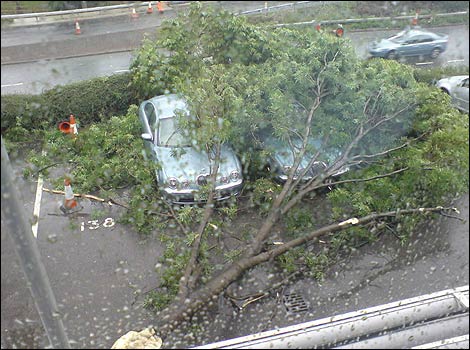 A tree falls onto two cars in Derby