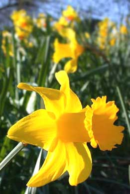 RDaffodils - by Don Anderson