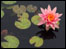 Lily pond