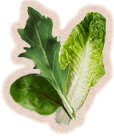 How to grow your mixed leaves salad