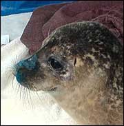 A seal at Paull shipyard 180