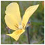 Mountain pansy taken by James Blair