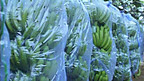 Costa Rican Bananas