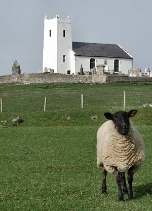 Ballintoy church and sheep