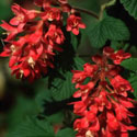 Ribes sanguineum, Flowering currant