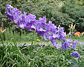 Delphinium