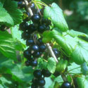 Ribes nigrum, Blackcurrant