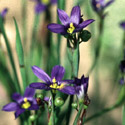 Sisyrinchium