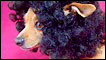 Foto: Total Diva Pets