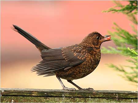 Blackbird