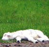 fallen lamb